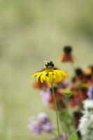 Bumble bee on yellow Doronicum.