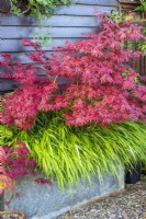 Acer palmatum 'Bloodgood' underplanted with Hakonechloa macra in large metal trough