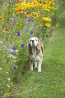 Dog on the lawn. Long wild flower border.