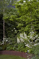 A Garden of Royal Reflection. Designer: Dave Green. Chelsea Flower Show 2023. Corten steel edged border with Viburnum 'Kilimanjaro' and Digitalis purpurea 'Alba'.