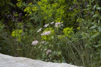 Summer border with Euphorbia, Pimpinella major 'Rosea' and ornamental grasses.