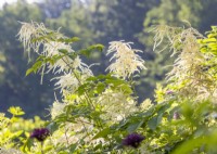 Atmospheric picture with Aruncus dioicus, summer July