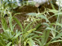 Brassia verrucosa, spring May