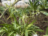 Brassia verrucosa, spring May