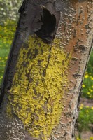 Malus domestica - Apple tree trunk with yellow painted callus growth around edge of wound where a branch was sawed off.