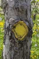 Malus domestica - Apple tree trunk with yellow painted callus growth around edge of wound where a branch was sawed off.