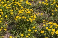 Taraxacum officinale - Dandelion flowers in spring.