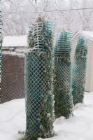 Thuja occidentalis 'Smaragd' - Cedar trees wrapped with protective green plastic mesh fences to prevent branches from breaking from accumulated heavy ice and snow in winter.