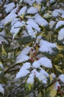 Ilex x altaclerensis 'Lawsoniana' with snow