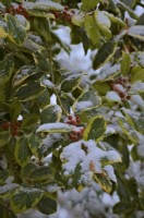 Ilex x altaclerensis 'Golden King' with berries and snow