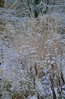 Dipsacus inermis and Calamagrostis Karl Foerster - with snow