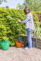 Woman placing Hazel in a trug of water to soak the roots