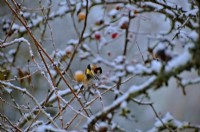 Goldfinch preening  on Malus branch in the snow