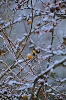 Goldfinch preening  on Malus branch in the snow