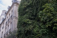 Paris France
L'Oasis d'Aboukir.  Mur vegetal (vertical garden) installed by French botanist Patrick Blanc. 