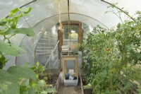 Old tunnel greenhouse inside with tomatoes growing.
