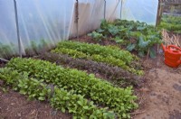 Mizuna - Brassica rapa nipposinica, Rocket - Eruca vesicaria and Lettuce - Lactuca sativa seedlings sown in January for early spring cutting  - shown mid March with red watering can