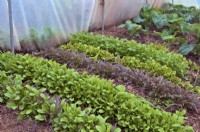 Mizuna - Brassica rapa nipposinica, Rocket - Eruca vesicaria and Lettuce - Lactuca sativa seedlings sown in January for early spring cutting  - shown mid March