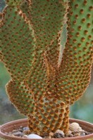 Opuntia microdasys rufida