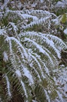 Dryopteris affinis native fern with snow