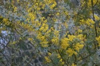 Acacia baileyana 'Purpurea' - the Cootamundra wattle in February