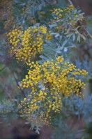 Acacia baileyana 'Purpurea' - the Cootamundra wattle in early March in the UK