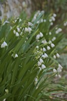 Leucojum aestivum - summer snowflake or Loddon lily