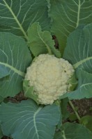 Cauliflower Brassica oleracea 'Cheesy' in mid March