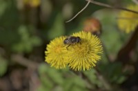 Tussilago farfara - coltsfoot provides early nutrients for a Hoverfly