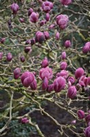 Magnolia 'Pickard's Garnet'