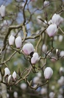 Magnolia 'Sayonara'
