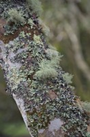 Lichens - a symbiotic community of algae fungae and cyanobacteria established on a woodland tree stem 