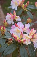 Rhododendron 'Elsie Frye'