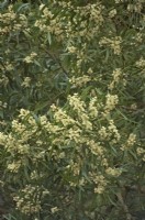 Acacia melanoxylon - Blackwood Wattle