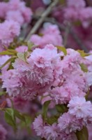 Prunus 'Kiku-Shidare Zakura' Cheals Weeping Cherry