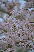 Prunus Ichiyo