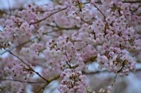 Prunus Ichiyo