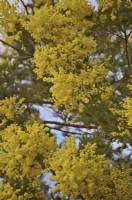 Mimosa - Acacia dealbata during February in southern UK