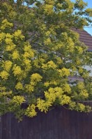 Mimosa - Acacia dealbata during February in southern UK