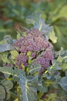 Brassica oleracea - Italica Group 'Red Admiral' - Purple sprouting Brocolli in February - late winter