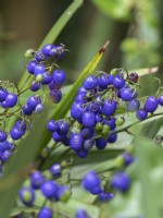 Dianella Tasmanica blue berries