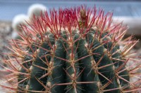 Ferocactus pilosus, Mexican lime cactus