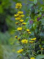 Inula magnifica - Giant Fleabane August Summer
