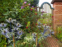 Eryngium 'Big Blue', Sea Holly, and arched gateway July Summer