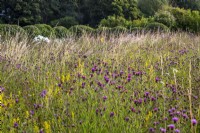 Perennial wildflower meadow with Centaurea scabiosa and Galium verum