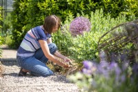 Woman cutting back dead grass in garden