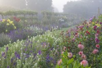 View along double borders of mixed Dahlias and Salvia horminum flowering in a formal country garden in Summer - August