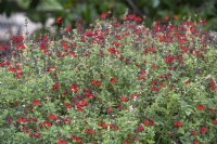 Salvia microphylla 'Ribambelle'