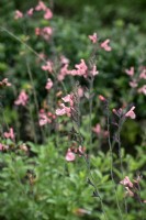 Salvia x jamensis 'Sierra San Antonio'