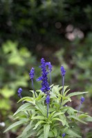 Salvia farinacea 'Victoria blue'